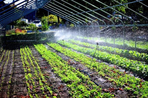 yale university summer hoophouse irrigation