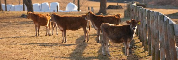 University of New Hampshire Animal Farm