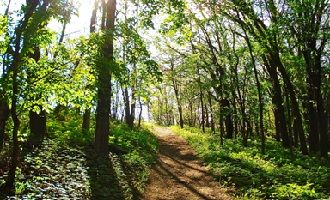 Saint John’s Abbey Arboretum