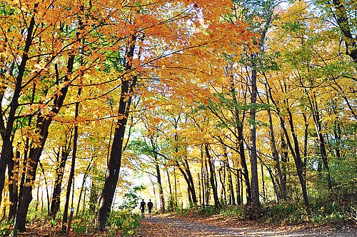 Carleton College Cowling Arboretum