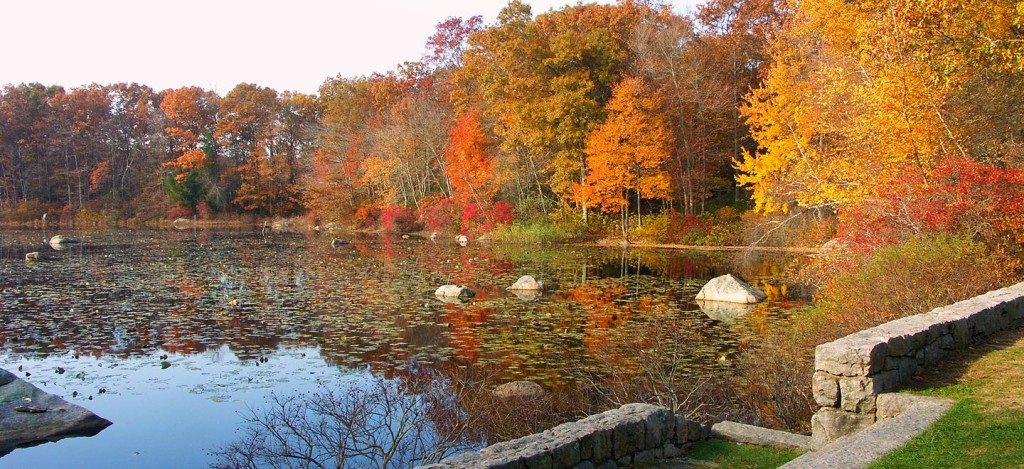 Pond at Connecticut College Arboretum