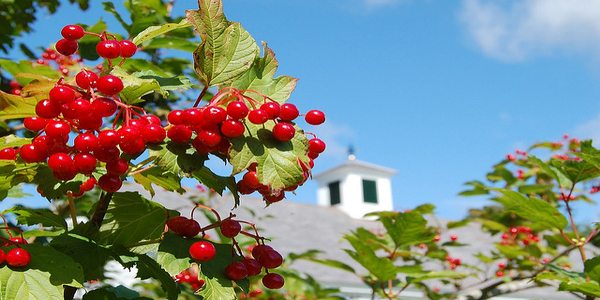 Up-close view of berries with building in the background