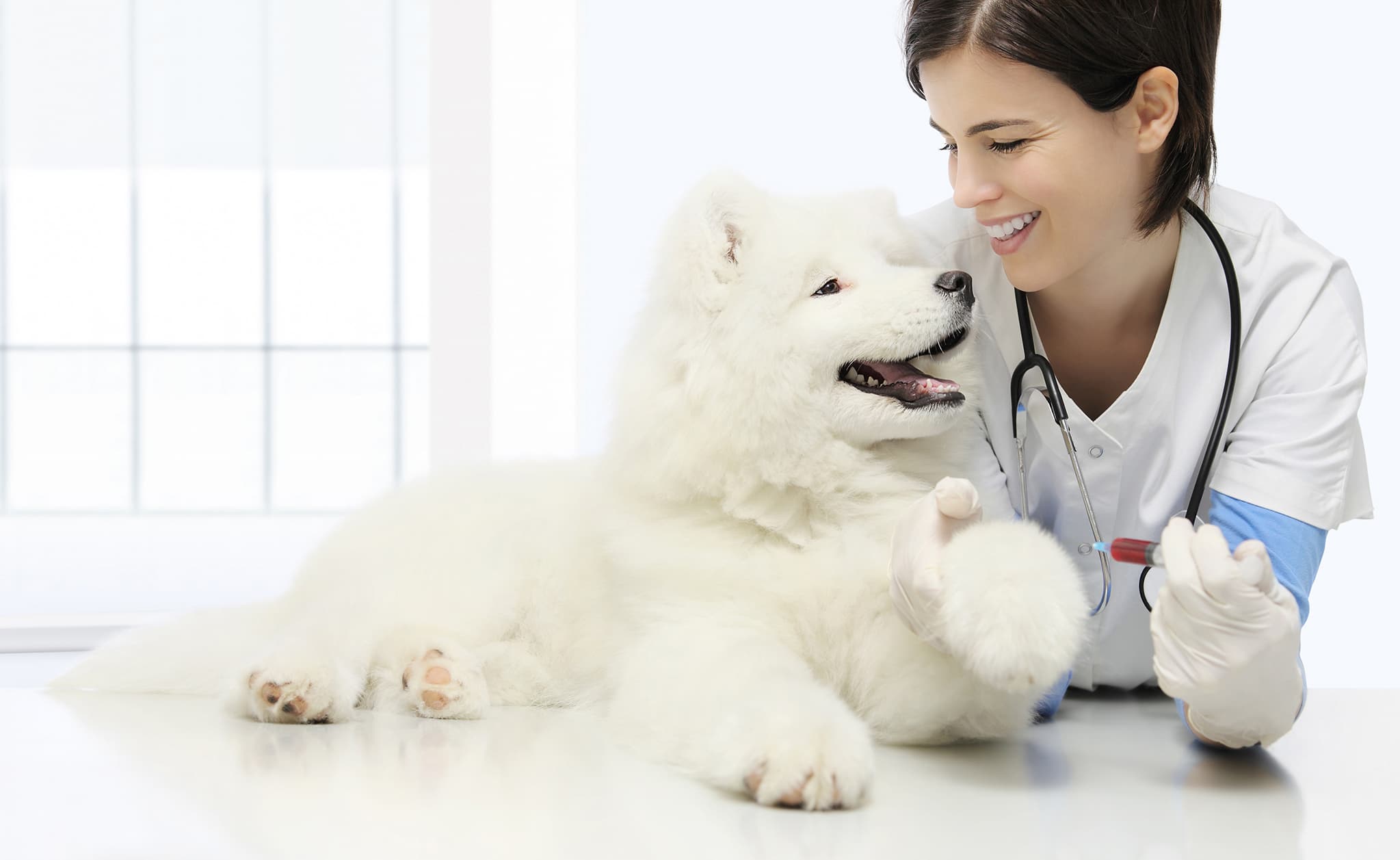 Veterinarian holding medical shot for dog
