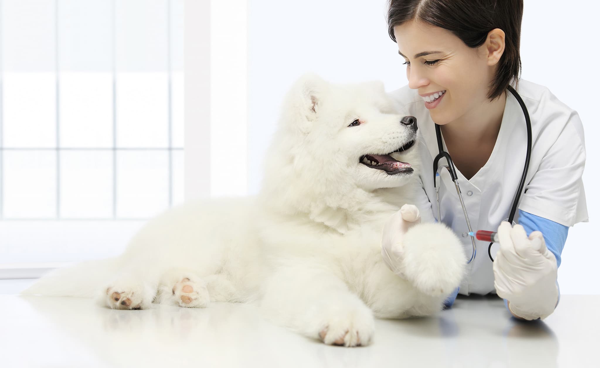 Best 14 Vet Tech Schools in 2022 - Best Value Schools