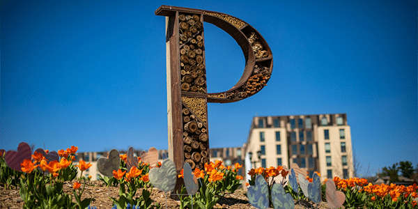 Wooden "P" letter standing in field of flowers on college campus