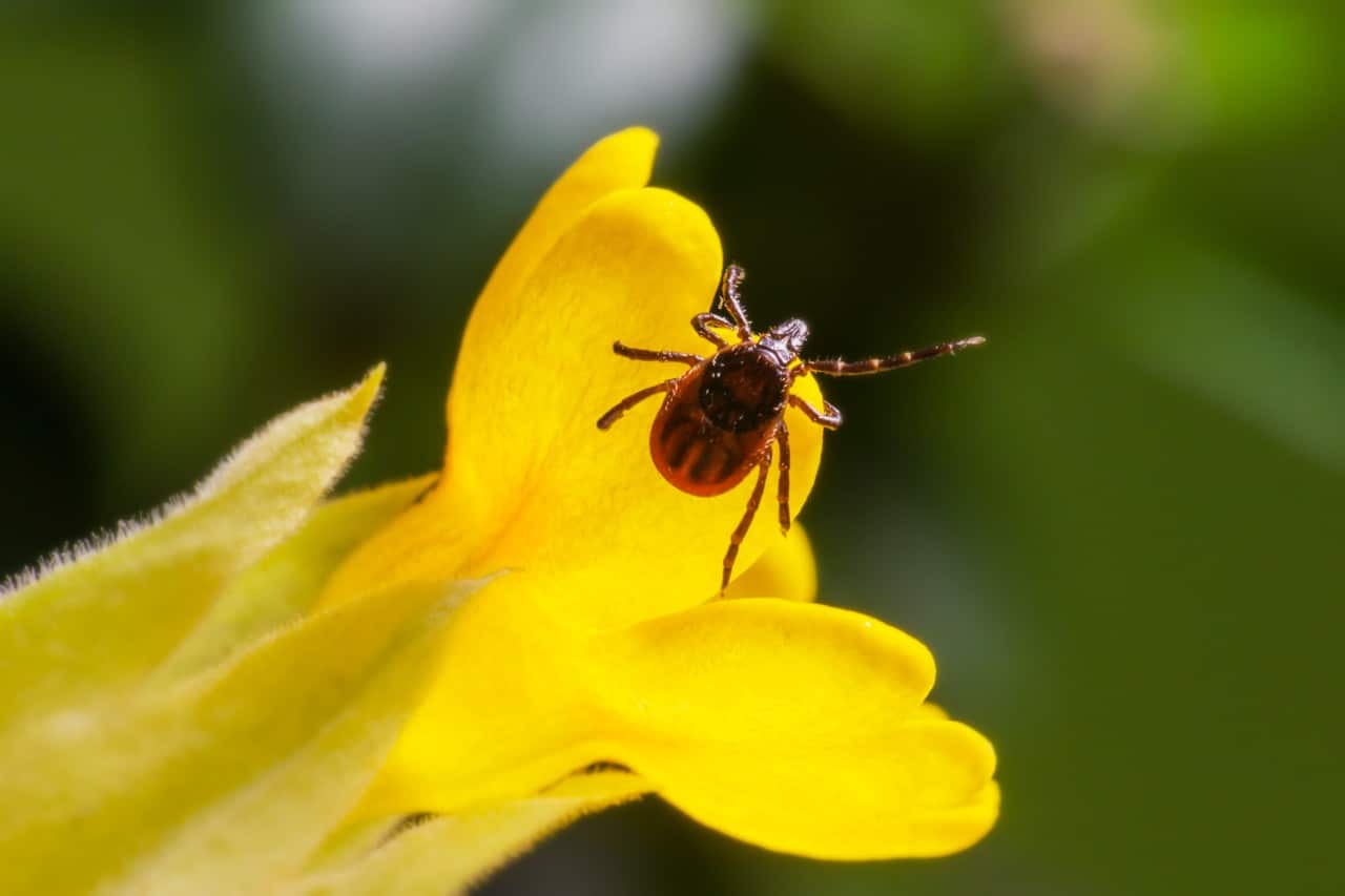 tick crawling on a yellow flower